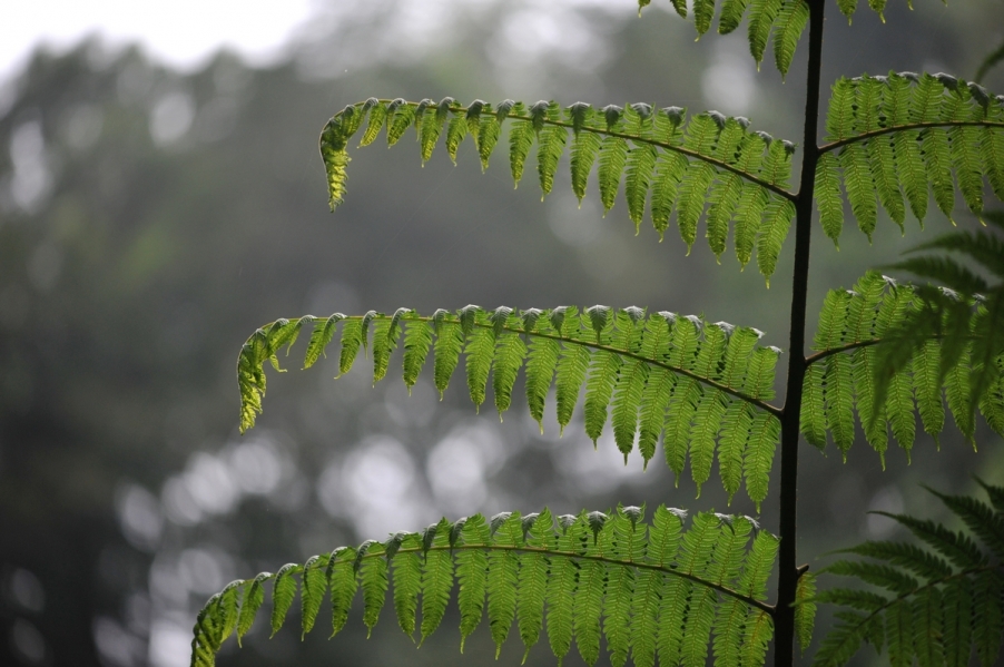 DSC_1018.JPG