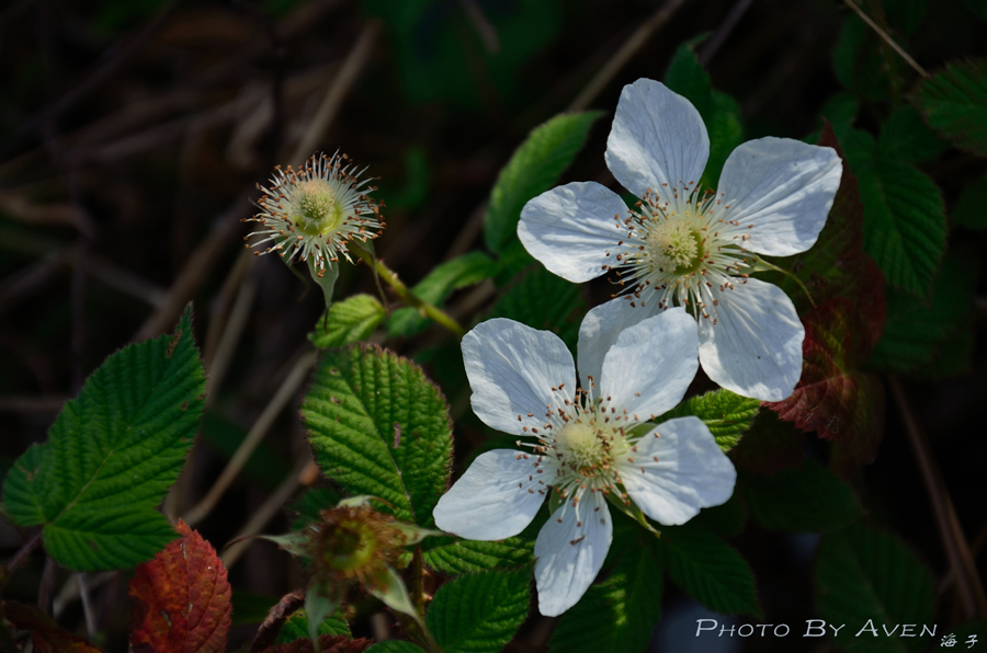 PS_0259.jpg