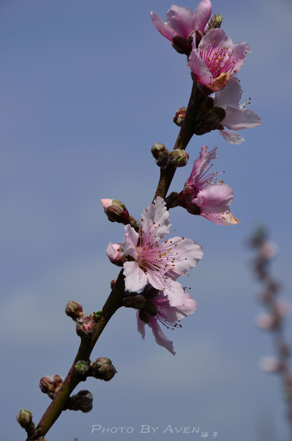 DSC_0231.jpg
