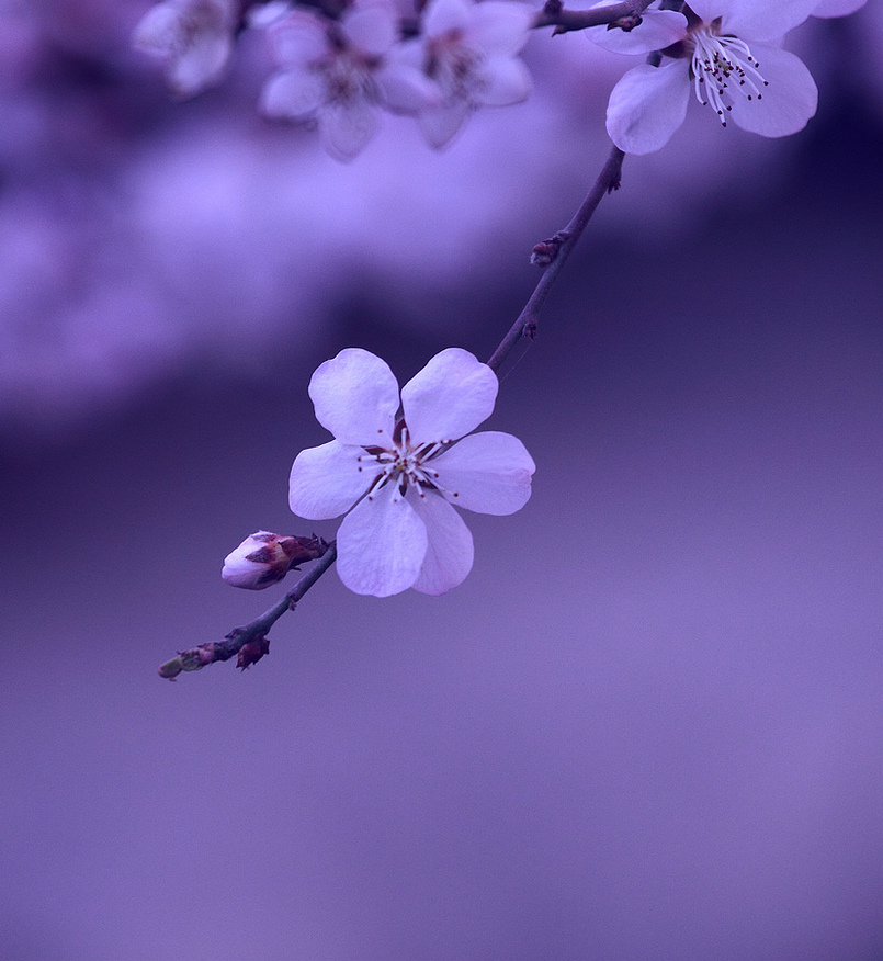春归27.JPG