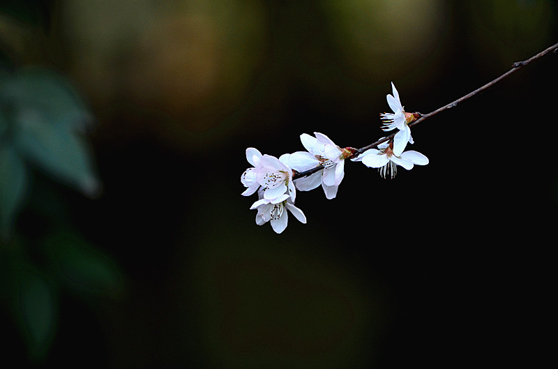 DSC_7949_副本.jpg