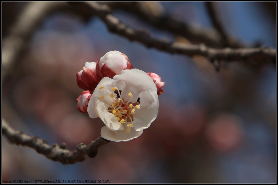 IMG_8699.jpg