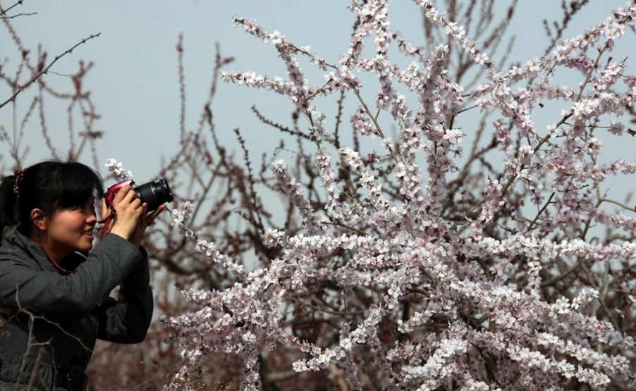 镜头看花.jpg
