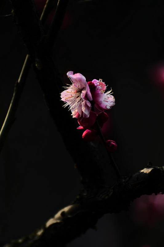 DSC_6027.jpg