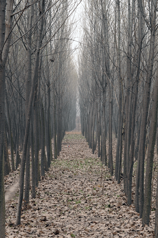 DSC_0039.gif