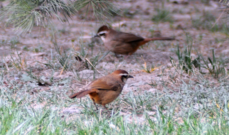 DSC_0108.jpg