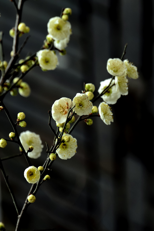 DSC_5716.jpg