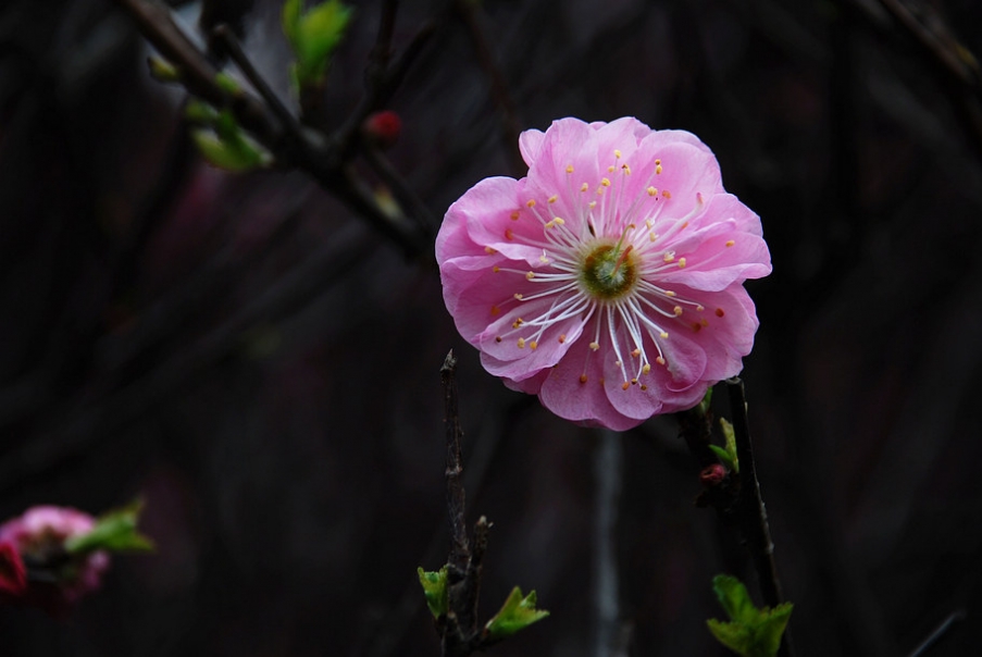DSC_0344.JPG