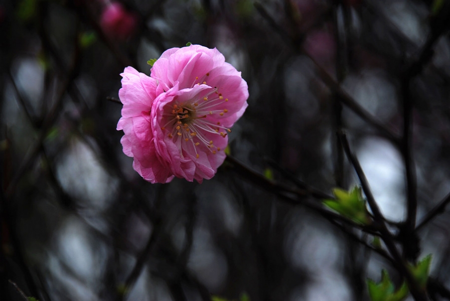 DSC_0349.JPG