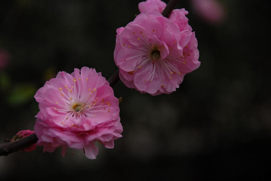 DSC_0814.JPG