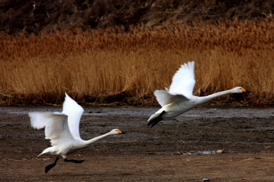 IMG_4456_副本.jpg