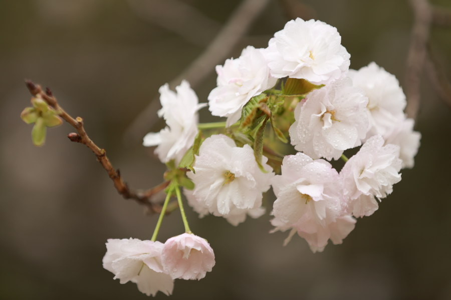 樱花0005.JPG