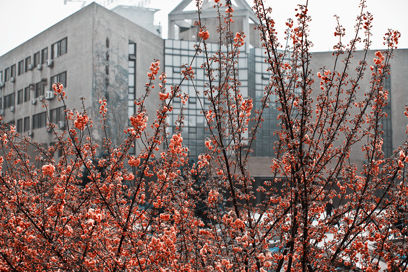 IMG_4109_副本.jpg