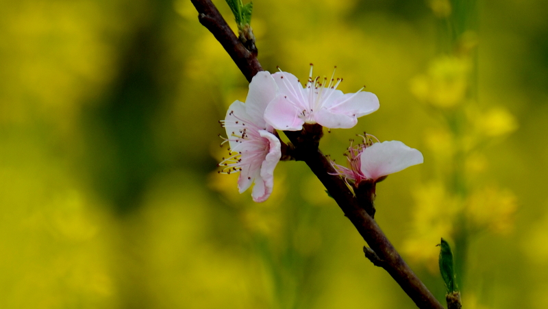 DSC_2977.JPG