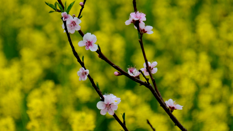 DSC_2980.JPG