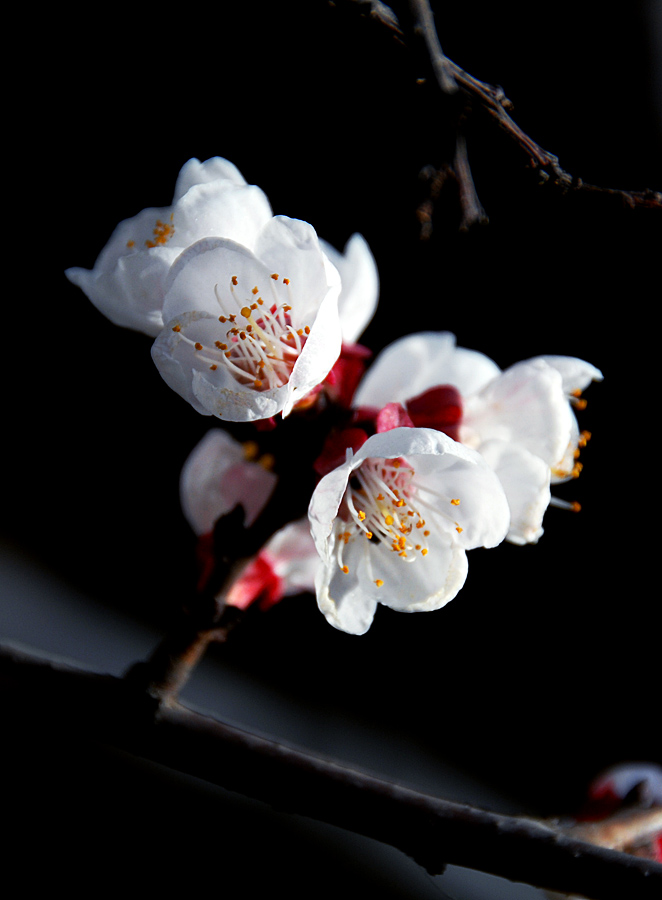 杏 花 (7).jpg