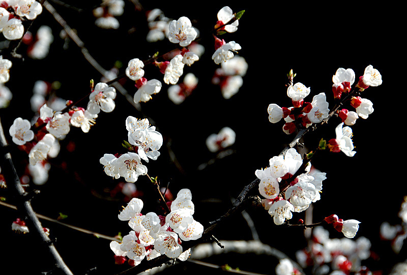 杏 花 (11).jpg