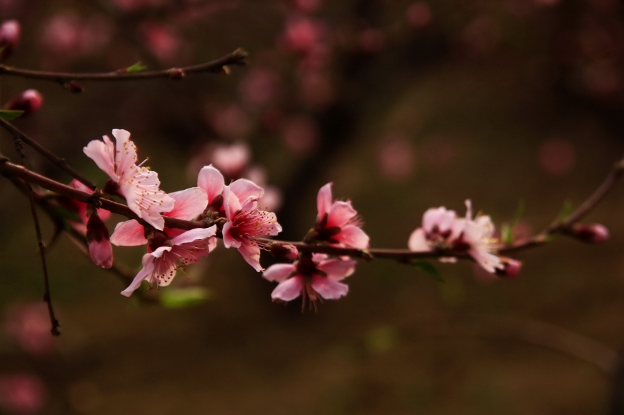_MG_7619AA_调整大小.jpg