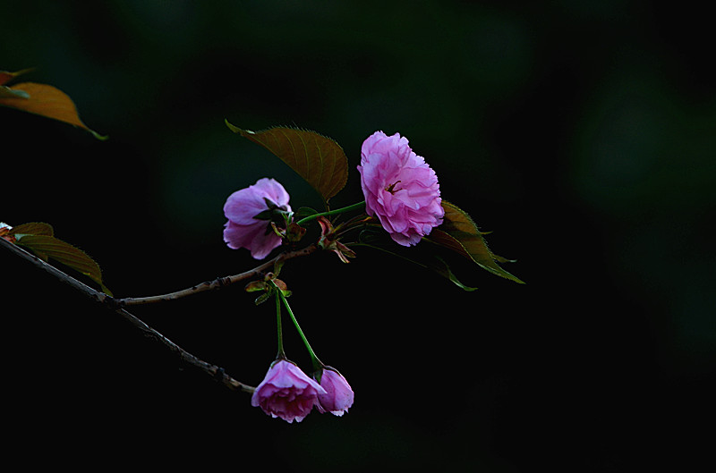 DSC_8042_副本.jpg