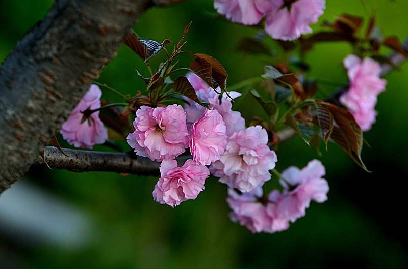 DSC_8054_副本.jpg