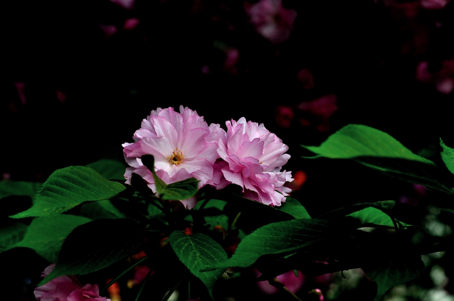 DSC_2605.jpg