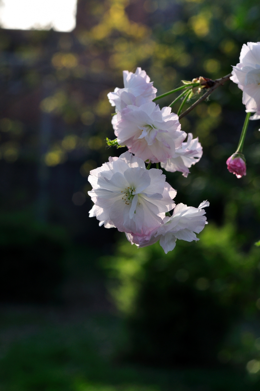 DSC_2730.jpg