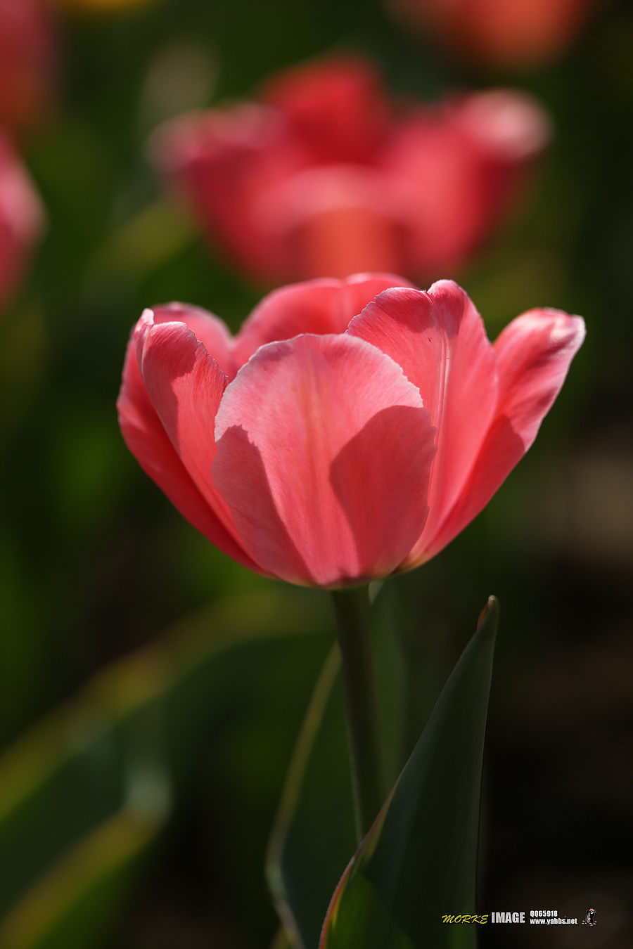 1G8A4518a.jpg