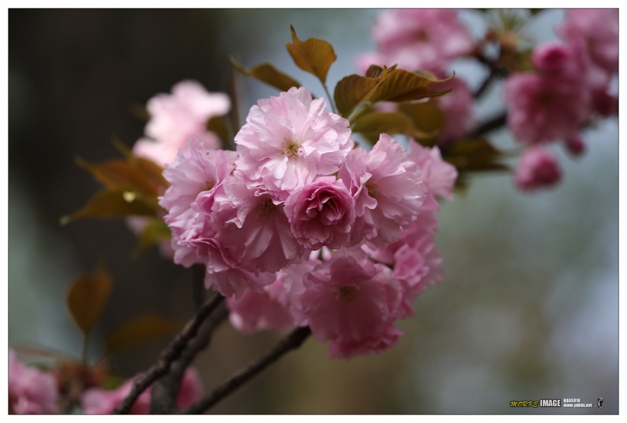 1G8A4244a.jpg