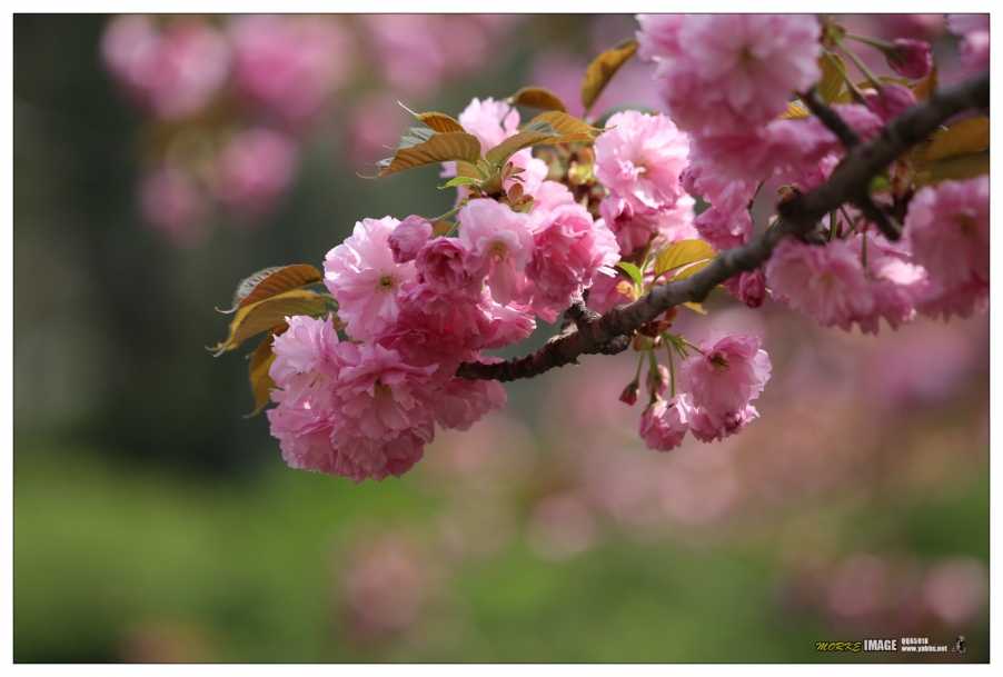 1G8A4409a.jpg