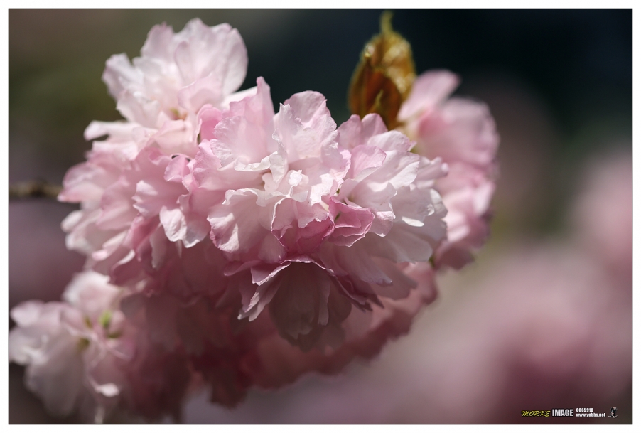 1G8A4414a.jpg
