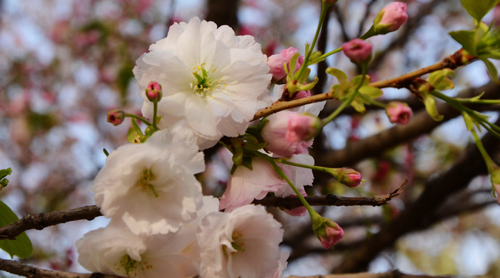 DSC_4613.jpg