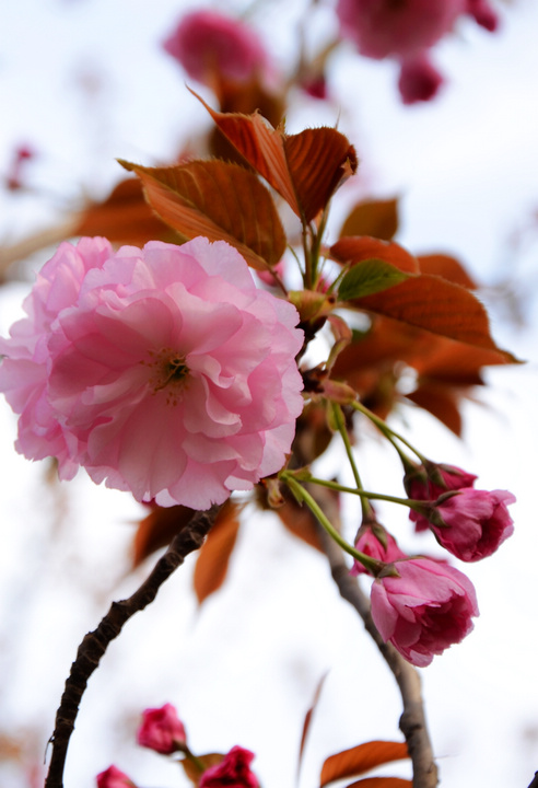 DSC_4620.jpg