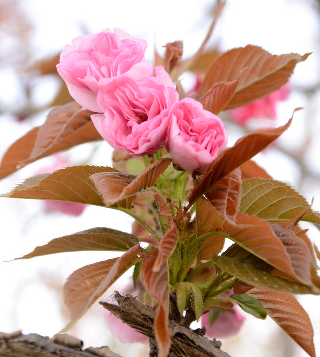 DSC_4662.jpg