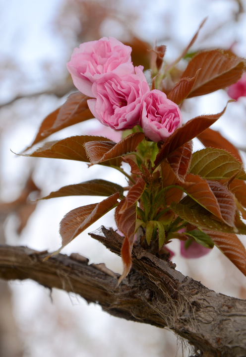 DSC_4666.jpg