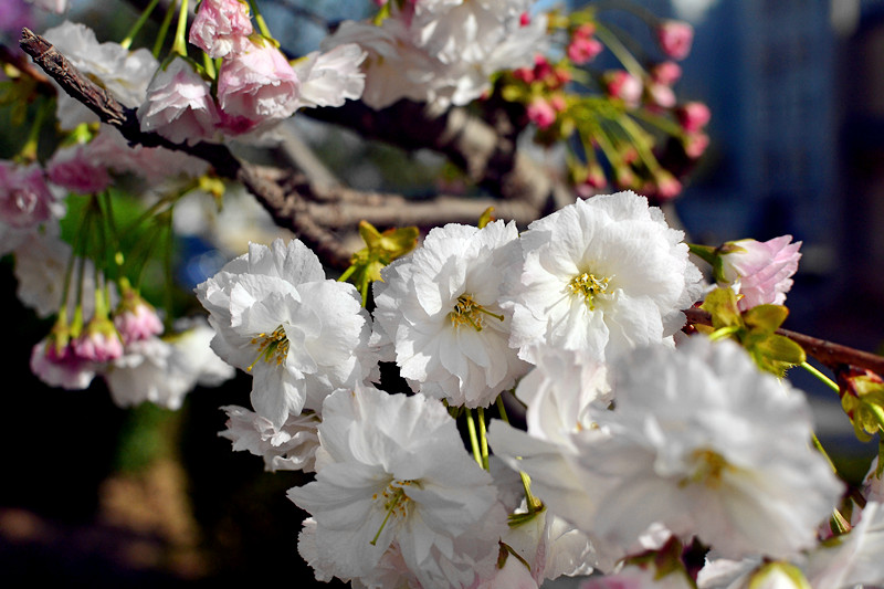 DSC_0478副本_副本.jpg