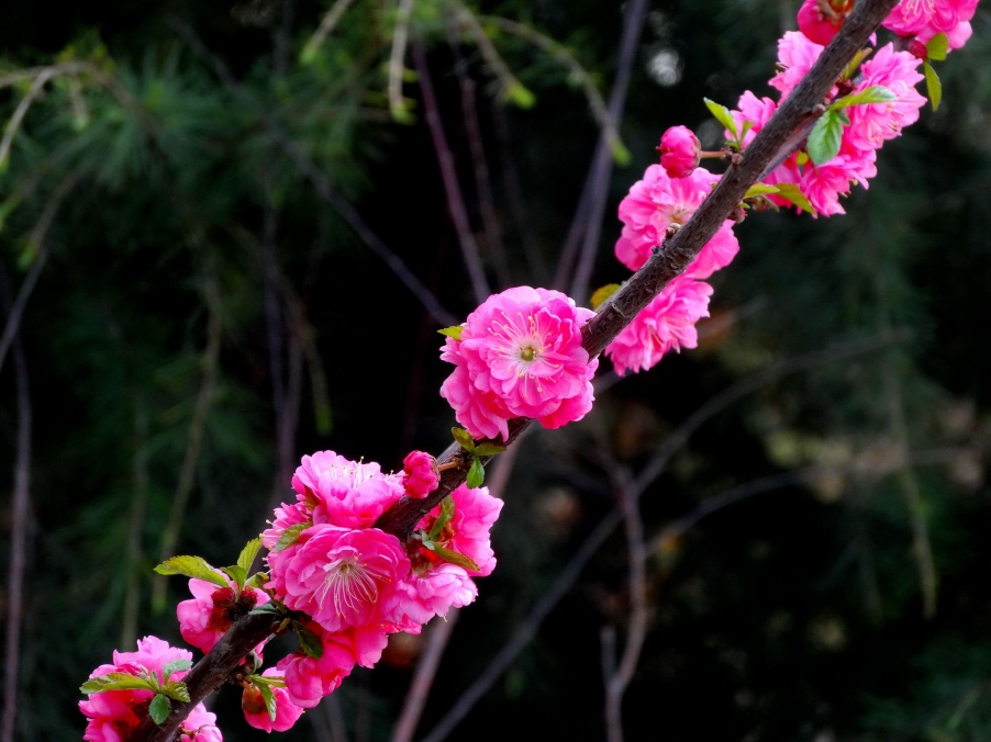 DSC00313AA_调整大小.jpg