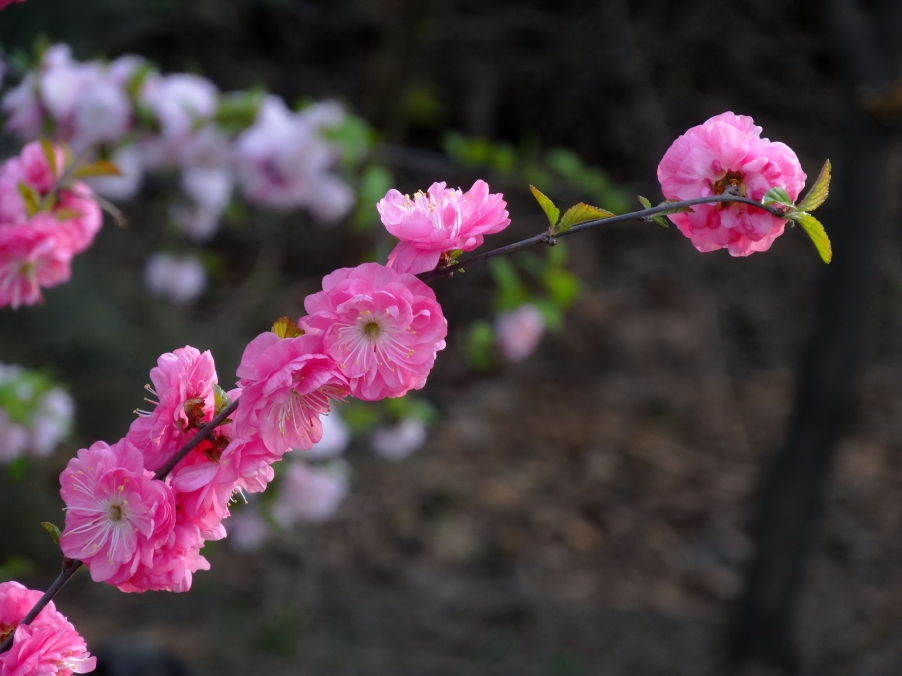 DSC00320A_调整大小.jpg