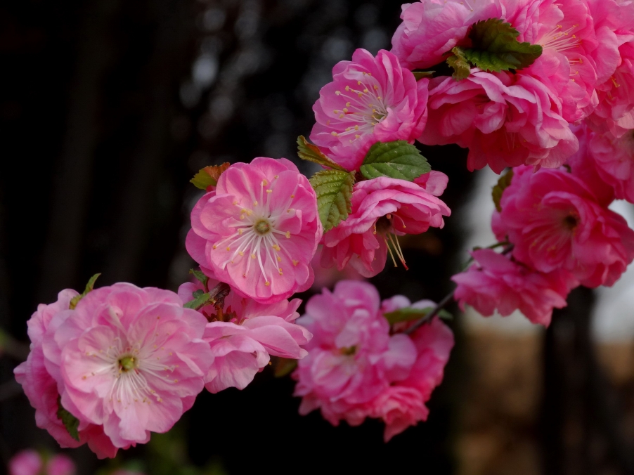 DSC00334A_调整大小.jpg
