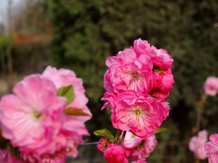 DSC00349A_调整大小.jpg