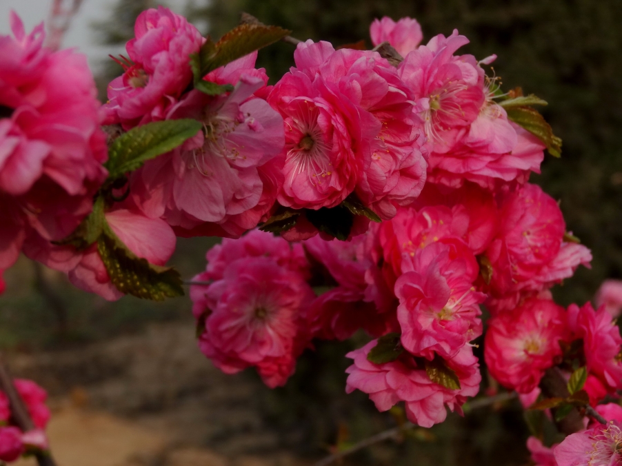 DSC00356A_调整大小.jpg