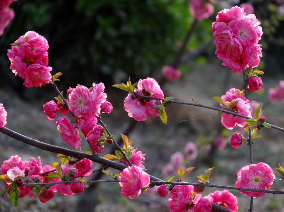 DSC00393A_调整大小.jpg
