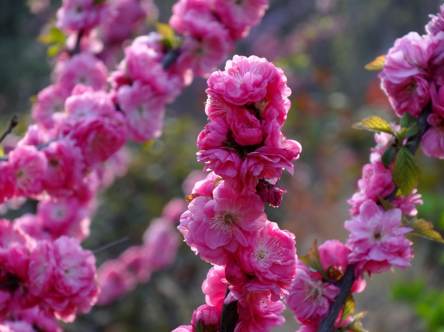 DSC00398A_调整大小.jpg