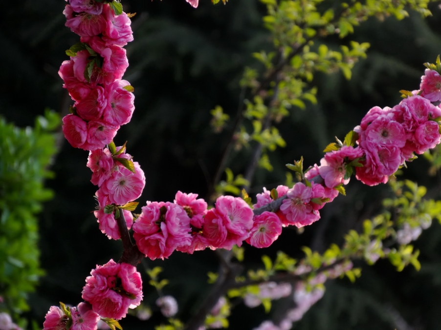 DSC00400A_调整大小.jpg