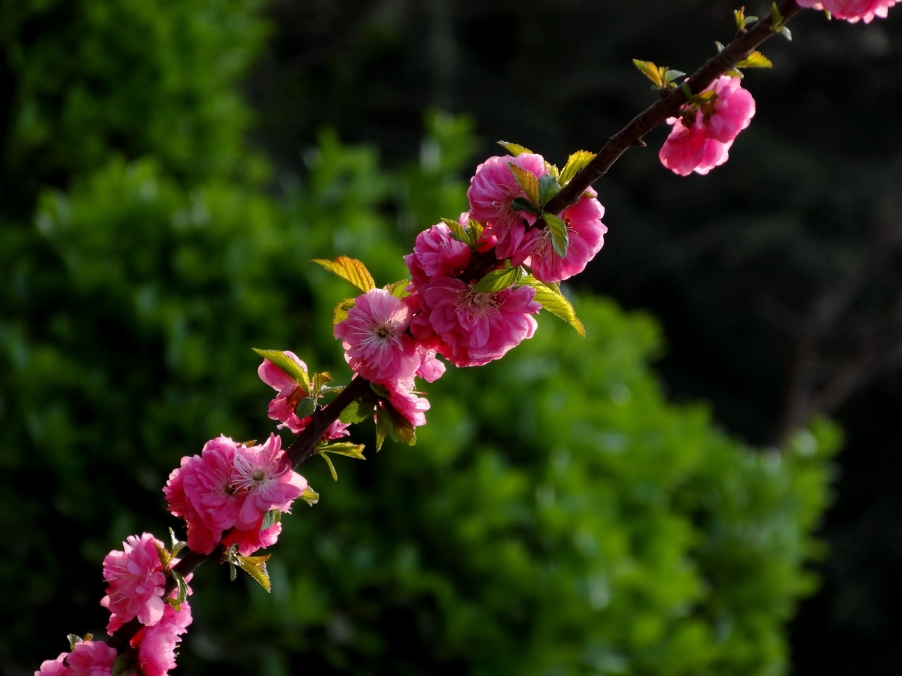DSC00403A_调整大小.jpg