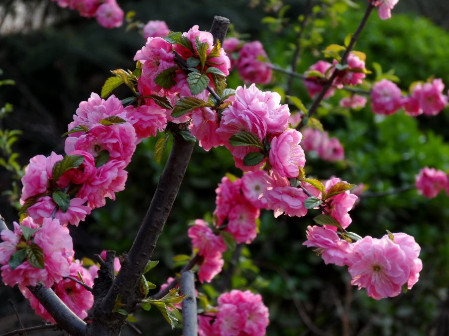 DSC00404A_调整大小.jpg