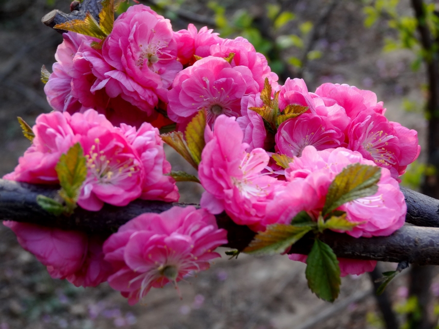 DSC00409A_调整大小.jpg