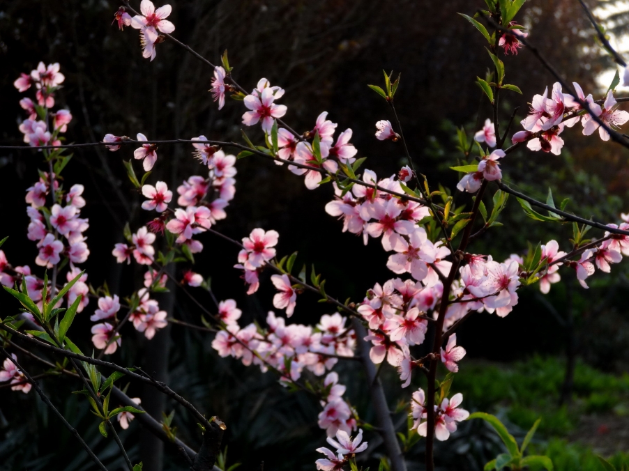 DSC00433A_调整大小.jpg