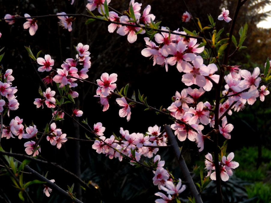 DSC00434AA_调整大小.jpg