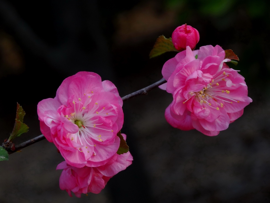 DSC00340AA_调整大小.jpg