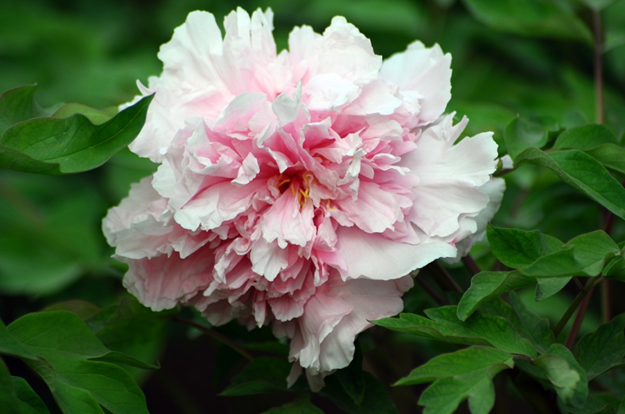 DSC_0018.jpg